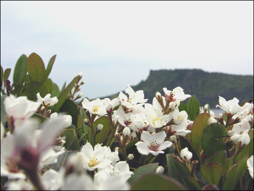 다정큼나무 뒤로 보이는 성산일출봉 